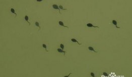 蝌蚪网在线观看,畅游知识海洋，在线观看新体验